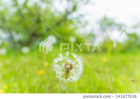 Spring fields and mountains: Dandelion fluff 05 Spring fields and mountains: Dandelion fluff 05 141677016