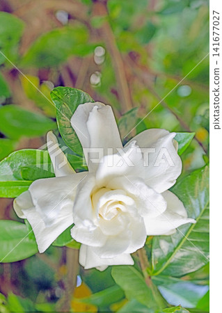 The wildflowers around the house, a variety of seasons, have begun to bloom on the evergreen trees in the garden. Beautiful double-flowered gardenias with glossy white blossoms have started to bloom. 141677027