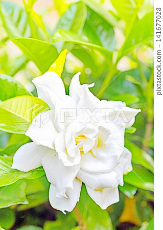 The wildflowers around the house, a variety of seasons, have begun to bloom on the evergreen trees in the garden. Beautiful double-flowered gardenias with glossy white blossoms have started to bloom. The wildflowers around the house, a variety of seasons, have begun to bloom on the evergreen trees in the garden. Beautiful double-flowered gardenias with glossy white blossoms have started to bloom. 141677028