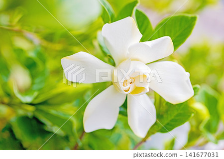 The wildflowers around the house, a variety of seasons, have begun to bloom on the evergreen trees in the garden. Beautiful double-flowered gardenias with glossy white blossoms have started to bloom. The wildflowers around the house, a variety of seasons, have begun to bloom on the evergreen trees in the garden. Beautiful double-flowered gardenias with glossy white blossoms have started to bloom. 141677031