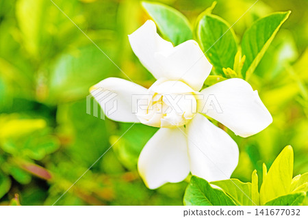 The wildflowers around the house, a variety of seasons, have begun to bloom on the evergreen trees in the garden. Beautiful double-flowered gardenias with glossy white blossoms have started to bloom. The wildflowers around the house, a variety of seasons, have begun to bloom on the evergreen trees in the garden. Beautiful double-flowered gardenias with glossy white blossoms have started to bloom. 141677032