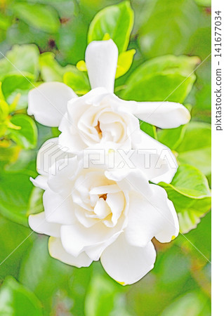 The wildflowers around the house, a variety of seasons, have begun to bloom on the evergreen trees in the garden. Beautiful double-flowered gardenias with glossy white blossoms have started to bloom. The wildflowers around the house, a variety of seasons, have begun to bloom on the evergreen trees in the garden. Beautiful double-flowered gardenias with glossy white blossoms have started to bloom. 141677034