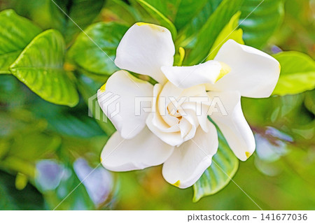 The wildflowers around the house, a variety of seasons, have begun to bloom on the evergreen trees in the garden. Beautiful double-flowered gardenias with glossy white blossoms have started to bloom. The wildflowers around the house, a variety of seasons, have begun to bloom on the evergreen trees in the garden. Beautiful double-flowered gardenias with glossy white blossoms have started to bloom. 141677036