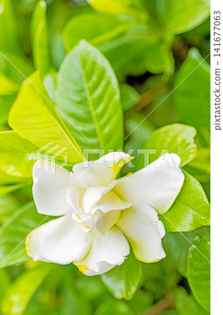 房子周圍的野花,各種季節的花朵,都開始在花園的常綠樹上綻放。美麗的重瓣梔子花,有著光澤潔白的花朵,也開始盛開了。 房子周圍的野花,各種季節的花朵,都開始在花園的常綠樹上綻放。美麗的重瓣梔子花,有著光澤潔白的花朵,也開始盛開了。 141677063