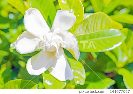 The wildflowers around the house, a variety of seasons, have begun to bloom on the evergreen trees in the garden. Beautiful double-flowered gardenias with glossy white blossoms have started to bloom. The wildflowers around the house, a variety of seasons, have begun to bloom on the evergreen trees in the garden. Beautiful double-flowered gardenias with glossy white blossoms have started to bloom. 141677067