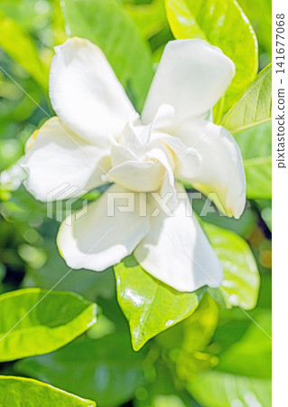 The wildflowers around the house, a variety of seasons, have begun to bloom on the evergreen trees in the garden. Beautiful double-flowered gardenias with glossy white blossoms have started to bloom. The wildflowers around the house, a variety of seasons, have begun to bloom on the evergreen trees in the garden. Beautiful double-flowered gardenias with glossy white blossoms have started to bloom. 141677068