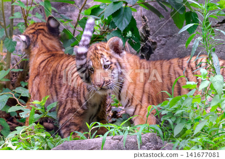 Amur tiger cubs playing (part 3) Amur tiger cubs playing (part 3) 141677081