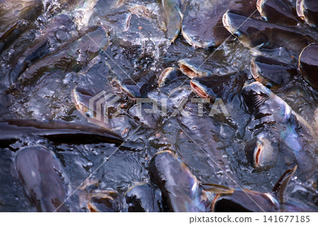 The Group of Siriped Catfish Pangasius sutchi The Group of Siriped Catfish Pangasius sutchi 141677185