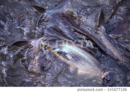 The Group of Siriped Catfish Pangasius sutchi The Group of Siriped Catfish Pangasius sutchi 141677186