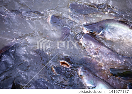 The Group of Siriped Catfish Pangasius sutchi The Group of Siriped Catfish Pangasius sutchi 141677187