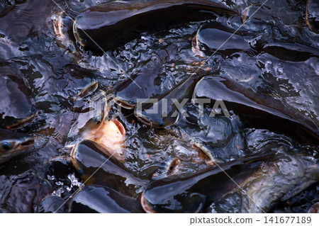 The Group of Siriped Catfish Pangasius sutchi The Group of Siriped Catfish Pangasius sutchi 141677189