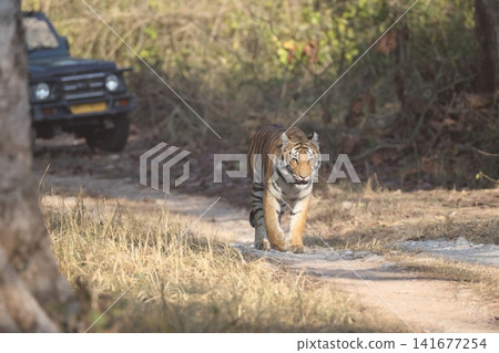 Bengal tiger Bengal tiger 141677254