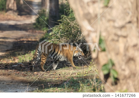 Bengal tiger Bengal tiger 141677266