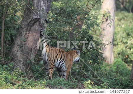 Bengal tiger 141677267