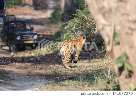 Bengal tiger Bengal tiger 141677270