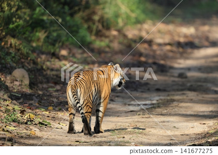 Bengal tiger Bengal tiger 141677275