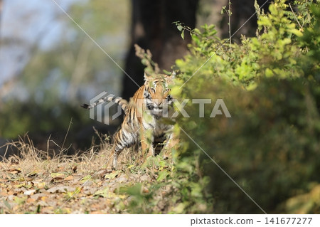 Bengal tiger 141677277