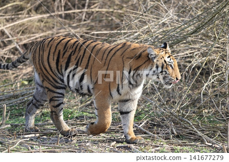 Bengal tiger Bengal tiger 141677279