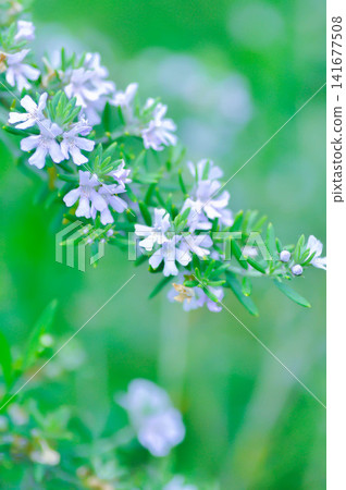 Coastal Rosemary, Cunila fruticosa or Native Rosemary or Westringia fruticosa Smokey or Westringia fruticosa Willd Druce or white flower Coastal Rosemary, Cunila fruticosa or Native Rosemary or Westringia fruticosa Smokey or Westringia fruticosa Willd Druce or white flower 141677508