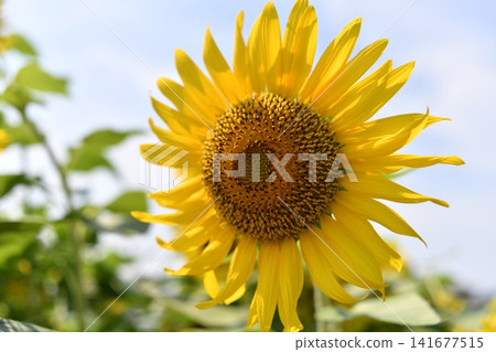 開花往太陽的向日葵 開花往太陽的向日葵 141677515