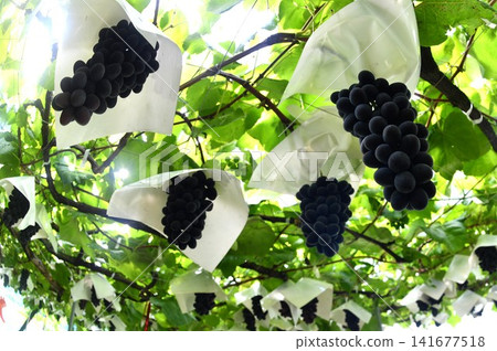 Grapes in a vineyard Grapes in a vineyard 141677518
