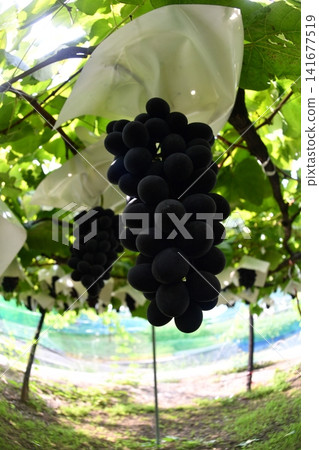 Grape picking Grape picking 141677519