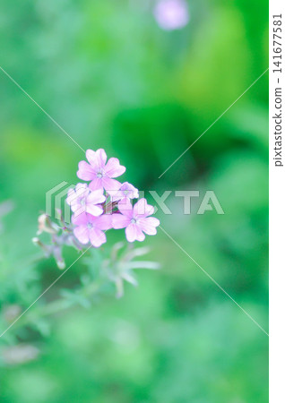 Glandularia gooddingii or Goodding Verbena, Gooding Verbena or Verbena lilacina De la Mina or Verbena Polaris or VERBENACEAE or Garden verbena Glandularia gooddingii or Goodding Verbena, Gooding Verbena or Verbena lilacina De la Mina or Verbena Polaris or VERBENACEAE or Garden verbena 141677581