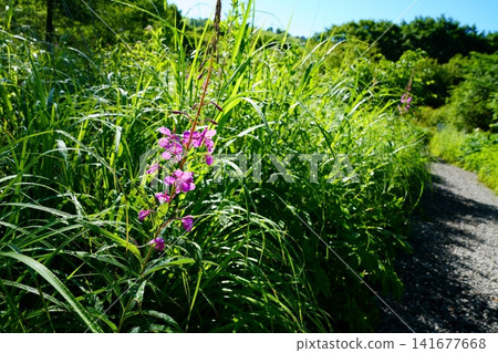 Yanagiran花 Yanagiran花 141677668