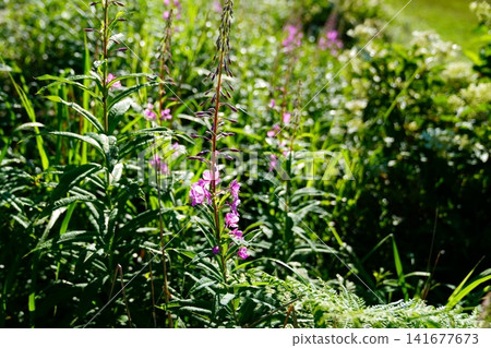 Yanagiran花 Yanagiran花 141677673