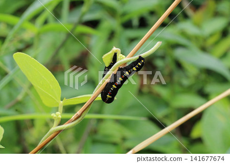 A larva of the small porgy moth perched on a branch. A larva of the small porgy moth perched on a branch. 141677674