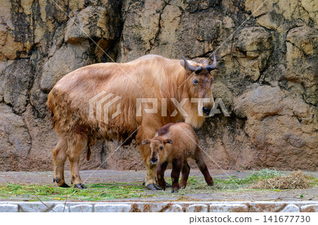 Golden takin mother and child snuggling together (10) Golden takin mother and child snuggling together (10) 141677730