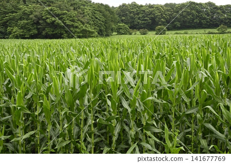 Dent Corn Hill 141677769