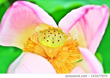 蓮花隨風搖曳(夏季,八月) 蓮花隨風搖曳(夏季,八月) 141677970