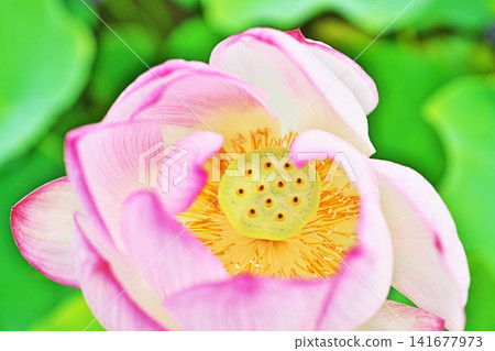 Lotus flowers swaying in the wind (Summer, August) Lotus flowers swaying in the wind (Summer, August) 141677973