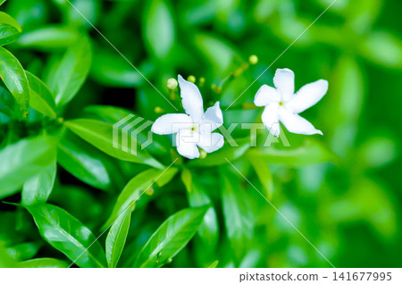 Crape Jasmine, Pinwheel Jasmine or Tabernaemontana divaricata L R Br ex Roem and Schult or Tabernaemontana orientalis Blume G Don or apocynaceae Crape Jasmine, Pinwheel Jasmine or Tabernaemontana divaricata L R Br ex Roem and Schult or Tabernaemontana orientalis Blume G Don or apocynaceae 141677995
