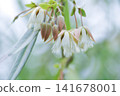 Elaeocarpus grandiflorus Sm, Fairy petticoats or Lily of the valley or ELAEOCARPACEAE or white flower 141678001