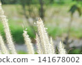 Chinese fountain grass or Fountain Grass or Chinese pennisetum or Dwarf fountain grass or foxtail fountain grass, Pennisetum or Poaceae plant or grass flower or African Fountain Grass 141678002