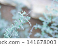 Atriplex amnicola, River Saltbush or Swamp Saltbush or  Atriplex nummularia, Atriplex semibaccata or Chenopodium curvispicatum or Amaranthaceae or silver leaf 141678003