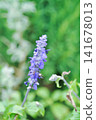 salvia blue giant or Blue Salvia, Mealy Cap Sage or Salvia farinacea Benth or Salvia farinacea or Salvia sp or Lamiaceae or purple flower 141678013