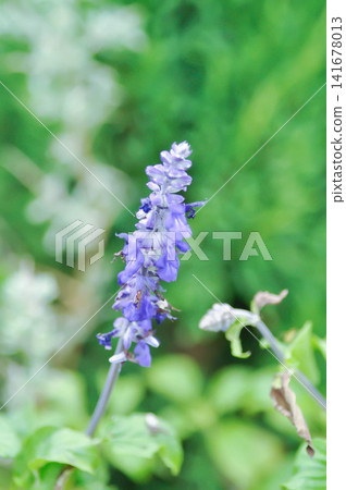 salvia blue giant or Blue Salvia, Mealy Cap Sage or Salvia farinacea Benth or Salvia farinacea or Salvia sp or Lamiaceae or purple flower 141678013