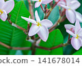 frangipani, frangipani flower or pagoda tree or temple tree with flowers or pink flower 141678014