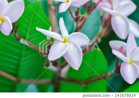 frangipani, frangipani flower or pagoda tree or temple tree with flowers or pink flower 141678014