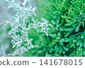 Atriplex amnicola, River Saltbush or Swamp Saltbush or  Atriplex nummularia, Atriplex semibaccata or Chenopodium curvispicatum or Amaranthaceae or silver leafand pine tree 141678015