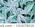 ACANTHACEAE or Daun Rusa or Gendarussa vulgaris, Justicia fragilis Wall cv Variegata or Justicia fragilis Wall var variegata or Justicia gendarussa Variegata or variegated gandarusa or water willow or 141678016