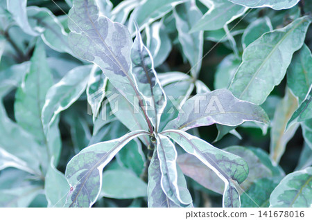 ACANTHACEAE or Daun Rusa or Gendarussa vulgaris, Justicia fragilis Wall cv Variegata or Justicia fragilis Wall var variegata or Justicia gendarussa Variegata or variegated gandarusa or water willow or 141678016