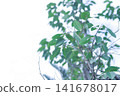 Barking Deers Mango, Irvingia malayana Oliv ex A W Benn or  Irvingiaceae 141678017