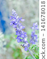 salvia blue giant or Blue Salvia, Mealy Cap Sage or Salvia farinacea Benth or Salvia farinacea or Salvia sp or Lamiaceae or purple flower 141678018