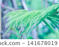 Araucaria cunninghamii, Araucaria heterophylla or Araucaria heterophylla Salisb Franco or Araucariaeae or Hoop pine or House Pine or Norfolk Island Pine or pine tree 141678019