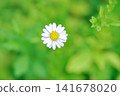 Indian Aster or Kalimeris indica or Oriental Kalimeris or Marguerite Daisy or white flower 141678020