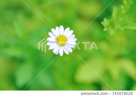 Indian Aster or Kalimeris indica or Oriental Kalimeris or Marguerite Daisy or white flower Indian Aster or Kalimeris indica or Oriental Kalimeris or Marguerite Daisy or white flower 141678020